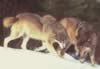 loup076.jpg (29kb)