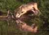 loup077.jpg (51kb)