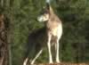 loup078.jpg (30kb)
