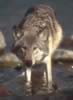 loup079.jpg (32kb)