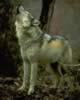 loup081.jpg (43kb)