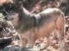 loup082.jpg (50kb)