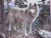 loup083.jpg (53kb)