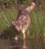 loup084.jpg (53kb)