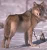 loup085.jpg (47kb)