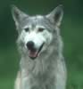 loup086.jpg (39kb)