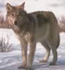 loup087.jpg (45kb)