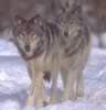 loup088.jpg (35kb)