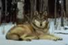loup090.jpg (54kb)