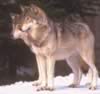 loup091.jpg (45kb)