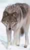 loup093.jpg (45kb)