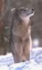 loup094.jpg (38kb)