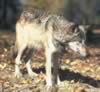 loup095.jpg (77kb)