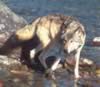 loup096.jpg (71kb)