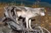 loup097.jpg (95kb)