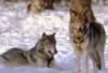 loup098.jpg (60kb)