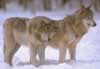 loup099.jpg (41kb)