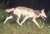 loup100.jpg (57kb)