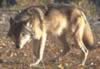 loup101.jpg (89kb)