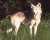 loup102.jpg (71kb)
