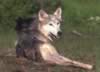 loup103.jpg (48kb)