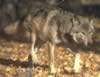 loup104.jpg (69kb)