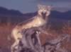 loup105.jpg (59kb)