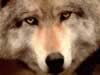 loup106.jpg (81kb)